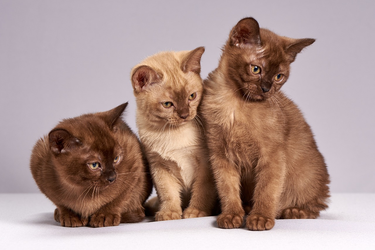 Essential Elements of Emergency Preparedness for Pet Owners